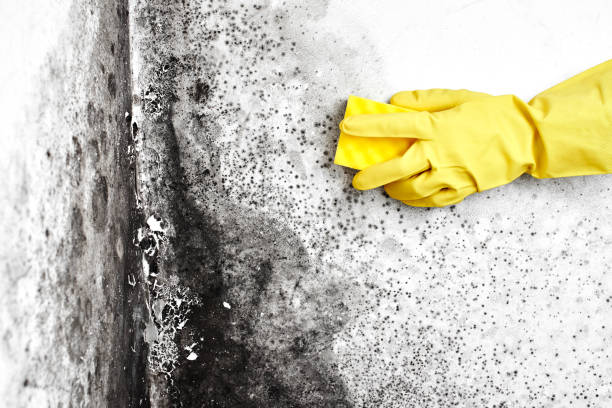 Best Commercial Mold Removal  in Carbondale, IL