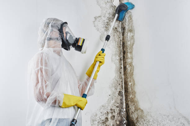 Best Professional Mold Removal  in Carbondale, IL